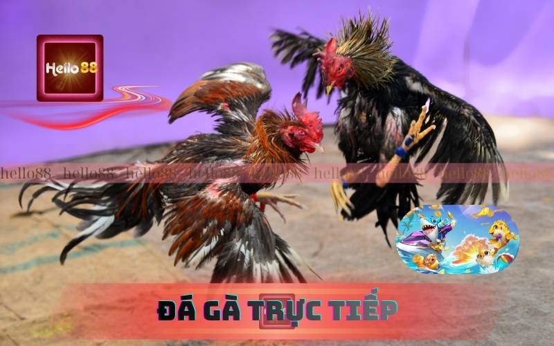 Đá Gà Trực Tiếp Hôm Nay | Xem Cực Nét, Cực Hay Tại 789K 1 Đá Gà Trực Tiếp Hôm Nay | Xem Cực Nét, Cực Hay Tại 789k