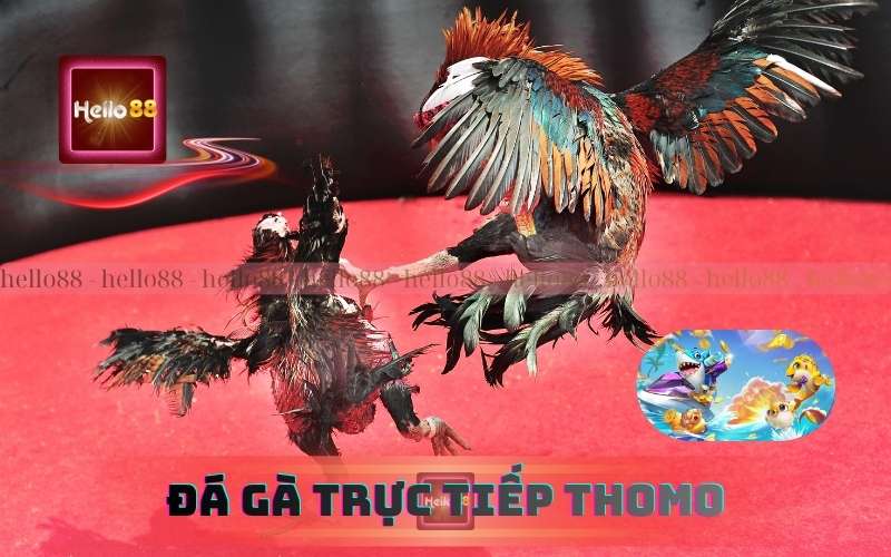 Đá Gà Trực Tiếp Thomo Bình Luận Viên Anh Quân Siêu Cuốn 1 Đá Gà Trực Tiếp Thomo Bình Luận Viên Anh Quân Siêu Cuốn